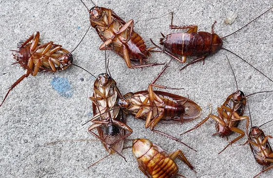 4-558w | Wolverine Pest Services