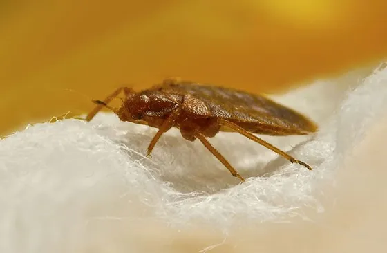 6-558w (2) | Wolverine Pest Services