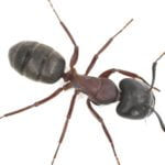 Carp-Ant--150x150 | Wolverine Pest Services