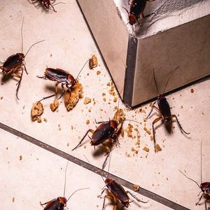 Cockroaches | Wolverine Pest Services