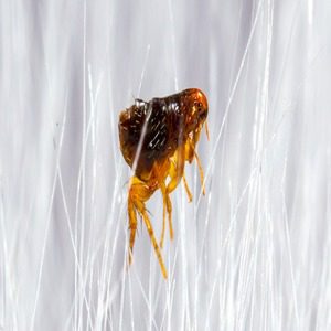 How-To-Get-Rid-Of-Fleas-1__2X | Wolverine Pest Services