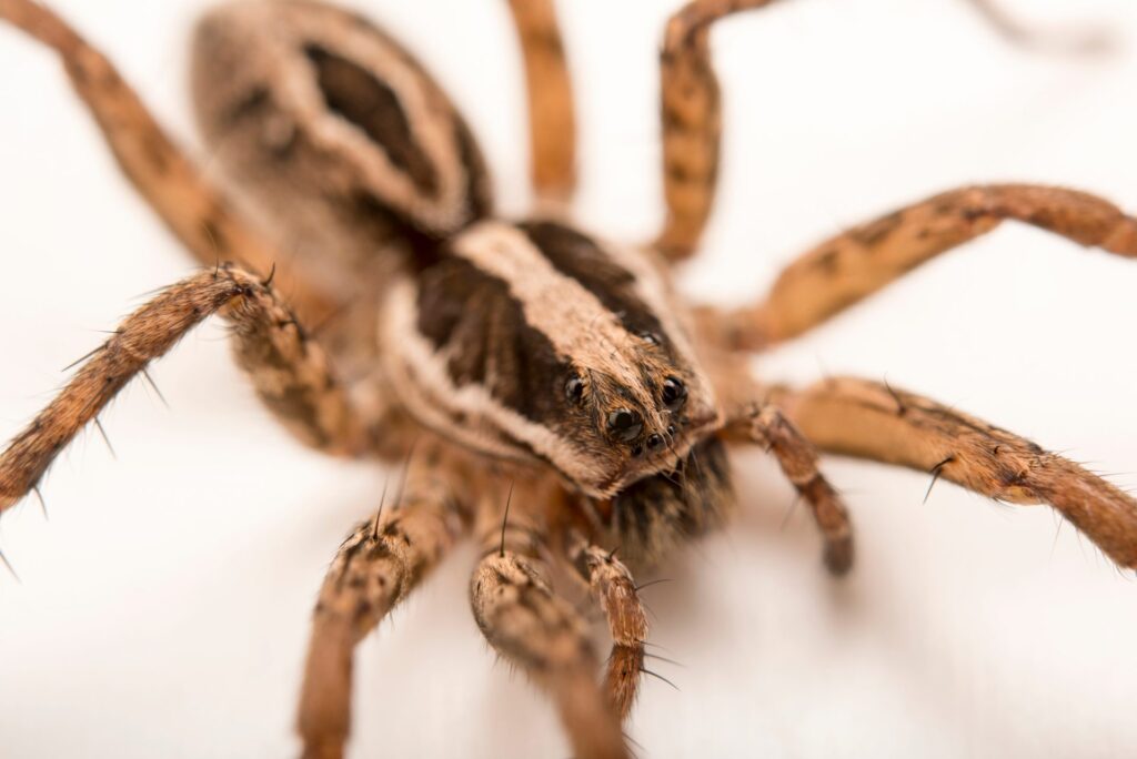 INV003-00091 | Wolverine Pest Services