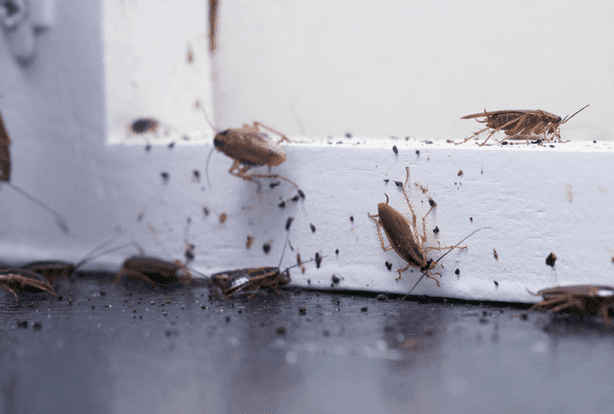 adobestock_293665786-by_irina_k_fmt | Wolverine Pest Services