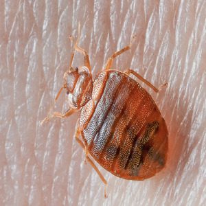 bed-bug-on-skin | Wolverine Pest Services