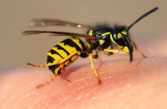 beeHornetSting-842606604-770x533-1 | Wolverine Pest Services