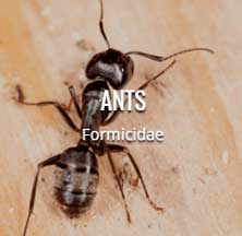 gal15 | Wolverine Pest Services