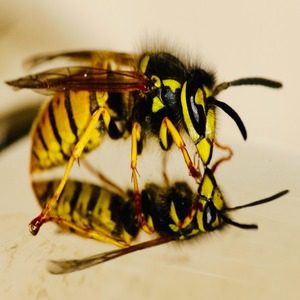 james-wainscoat-hwjeMWrVoDY-unsplash (1) (1) | Wolverine Pest Services