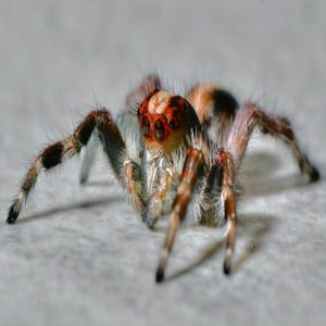juan-pablo-mascanfroni-duMVAANgtQ4-unsplash (1) | Wolverine Pest Services