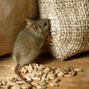 mouse-eating-540x540 | Wolverine Pest Services