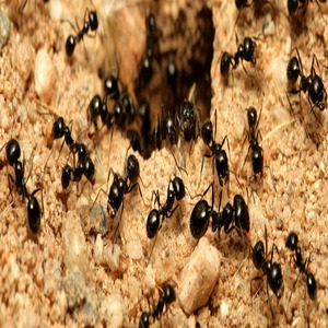 small-ants | Wolverine Pest Services