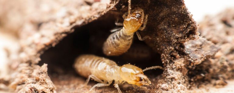 Termite inspections Lansing MI – Wolverine Pest Services experts | Wolverine Pest Services Termite inspections Lansing MI – Wolverine Pest Services experts