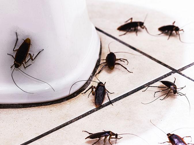 why-do-i-have-cockroaches-in-my-bathroom | Wolverine Pest Services
