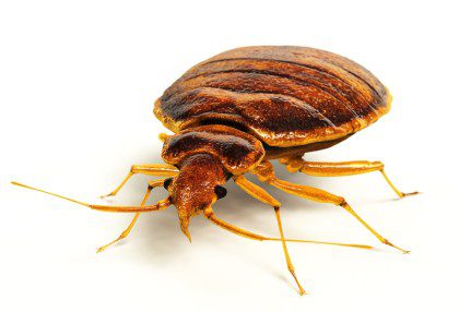 Bedbug_ExtraSmall | Wolverine Pest Services