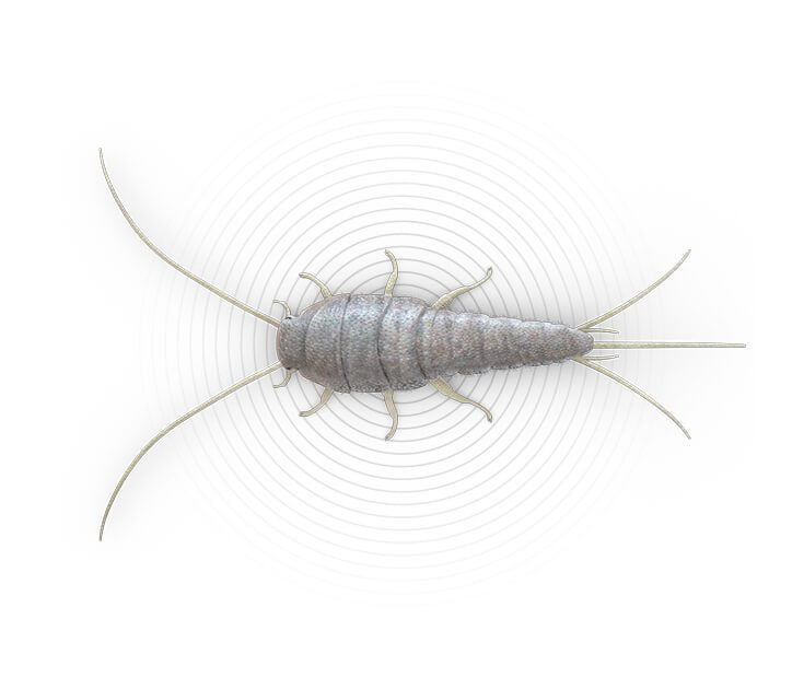 Silverfish-Pinterest | Wolverine Pest Services
