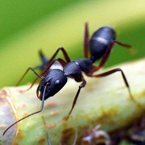 ants | Wolverine Pest Services
