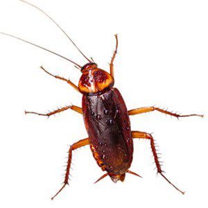 co | Wolverine Pest Services