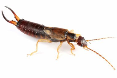 earwig | Wolverine Pest Services