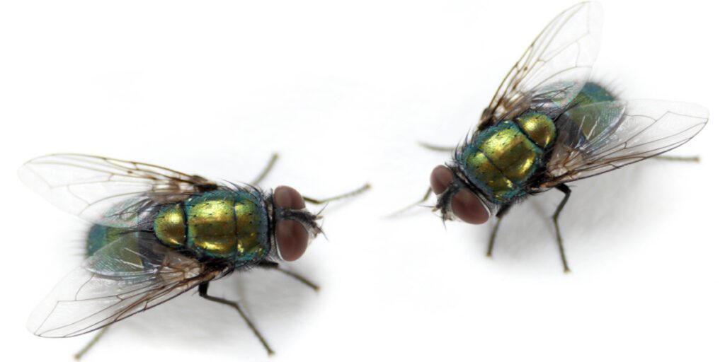 Flies | Wolverine Pest Services