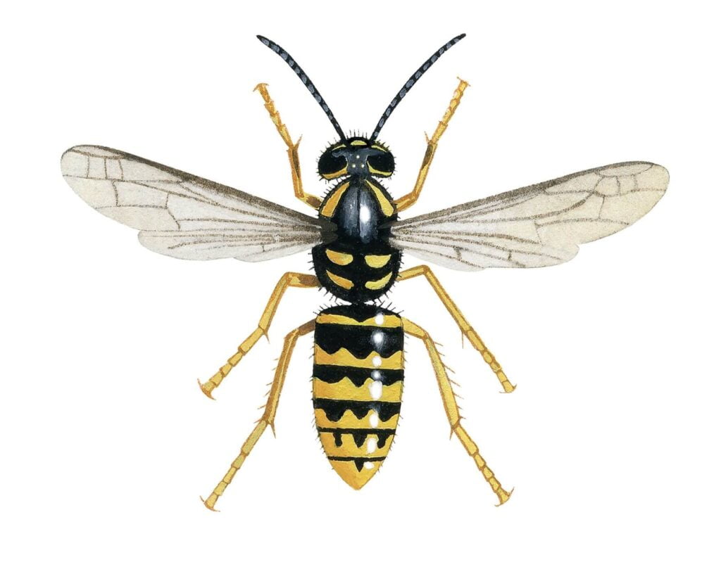 Wasp | Wolverine Pest Services Bees, Wasps & Hornet Removal Grand Rapids MI