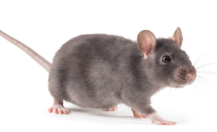 Mice Removal in Grand Rapids Michigan | Wolverine Pest Services mice removal in grand rapids michigan
