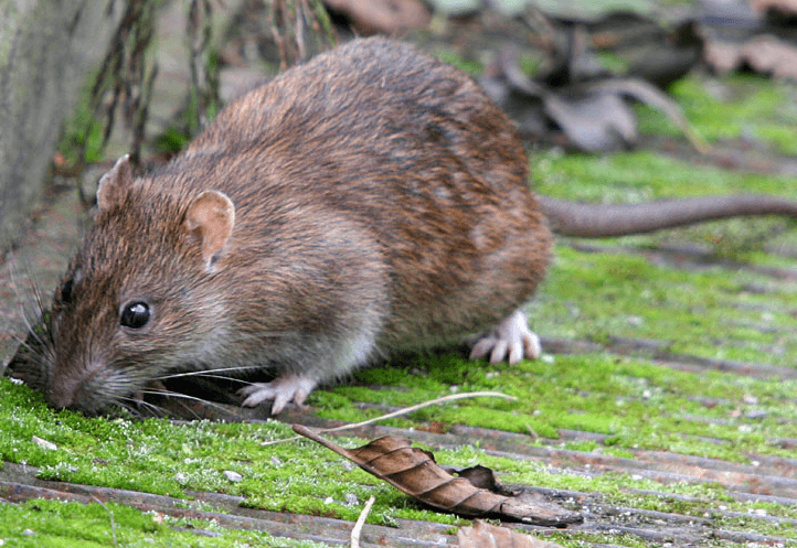 rat control grand rapids