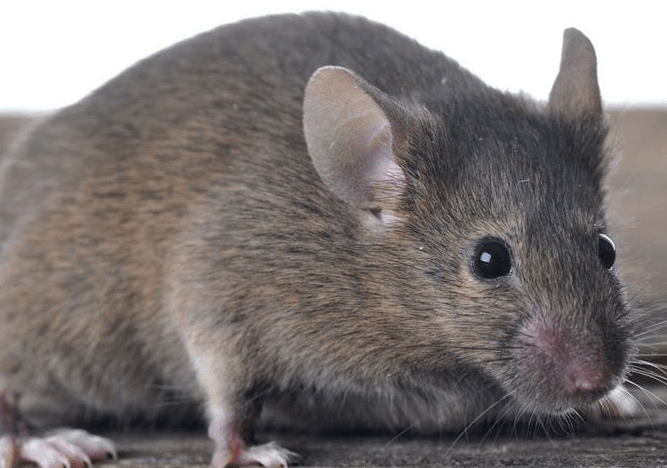 rodent control in grand rapids michigan