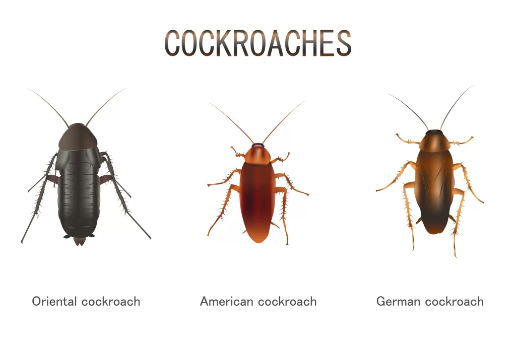 Differences Between German & Smokybrown Cockroaches | Wolverine Pest Services Differences Between German & Smokybrown Cockroaches
