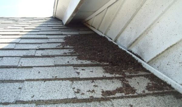 Top Signs That You Have Bats in Your Home | Wolverine Pest Services Top Signs That You Have Bats in Your Home