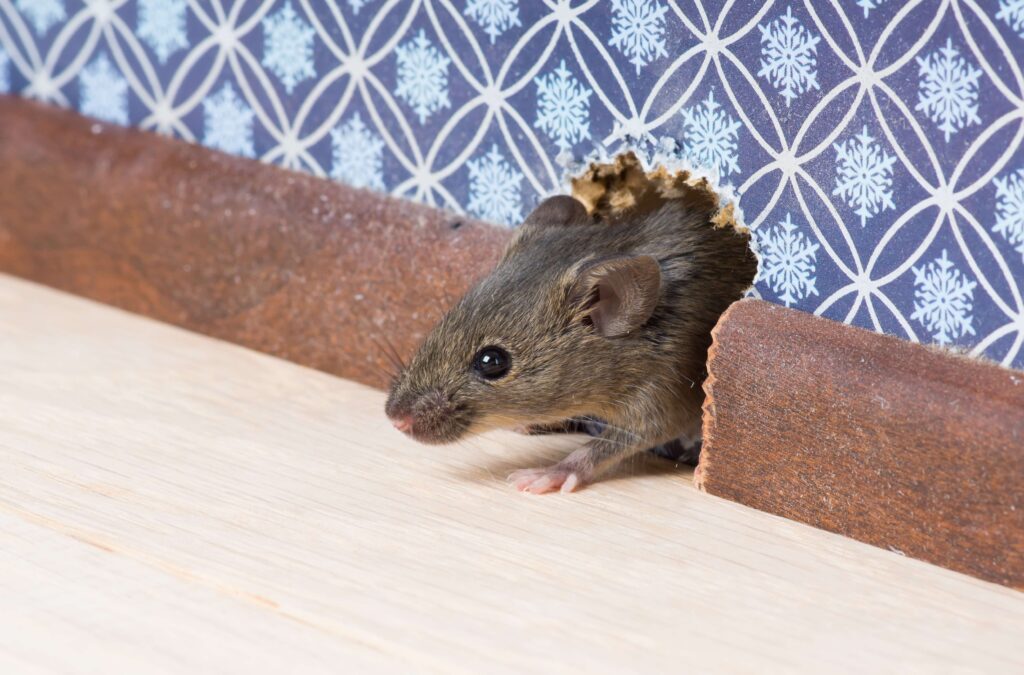 Why Mice Wont Leave Your Home | Wolverine Pest Services Why Mice Wont Leave Your Home