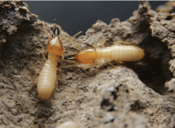 Why Pest Control Companies Install Insulation | Wolverine Pest Services