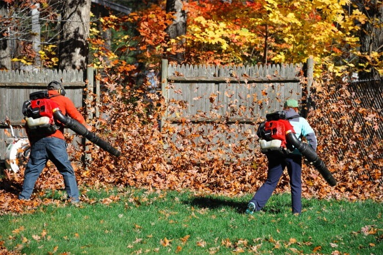 fall-clean-up-raking | Wolverine Pest Services fall-clean-up-raking