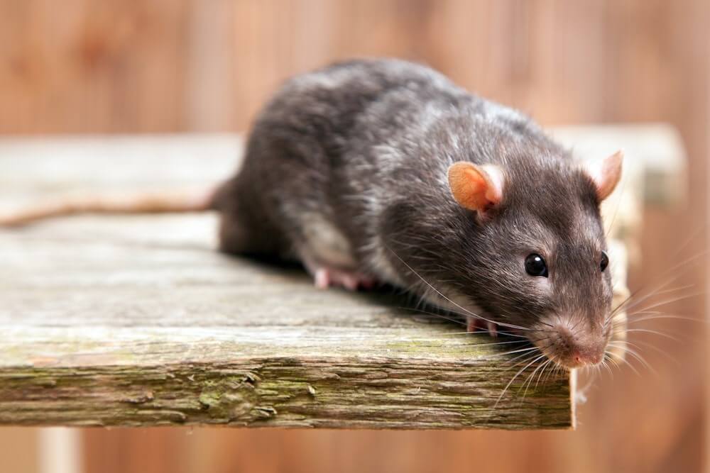 MOUSE AND RAT REMOVAL | Wolverine Pest Services MOUSE AND RAT REMOVAL
