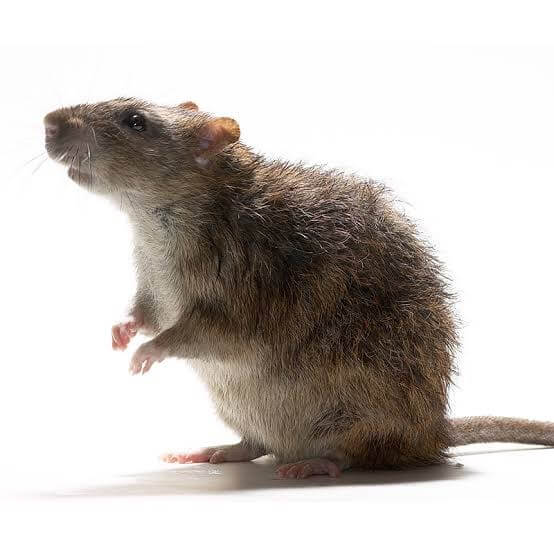 RAT IN HOUSE | Wolverine Pest Services RAT IN HOUSE