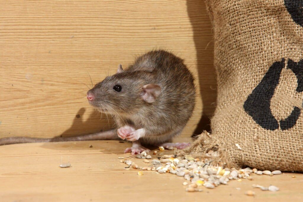 grand rapids mi rat removal services | Wolverine Pest Services grand rapids mi rat removal services