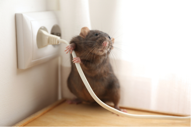winter pest control tips in grand rapids -eaton rapids Michigan | Wolverine Pest Services winter pest control tips in grand rapids -eaton rapids Michigan
