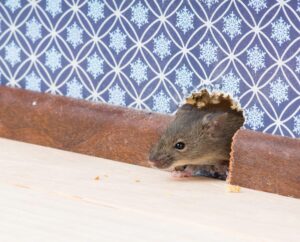 Mouse-proof your home | Wolverine Pest Services Mouse-proof your home