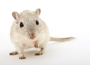 Rodents are natural contortionists | Wolverine Pest Services