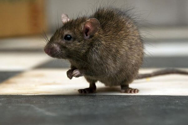 What do rats attack