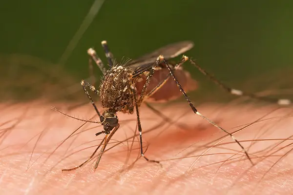 Mosquito control Lansing MI yards – Seasonal protection by Wolverine Pest Services | Wolverine Pest Services Mosquito control Lansing MI yards – Seasonal protection by Wolverine Pest Services