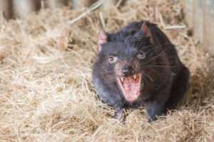 rat-baring-teeth | Wolverine Pest Services Do all types of rats attack