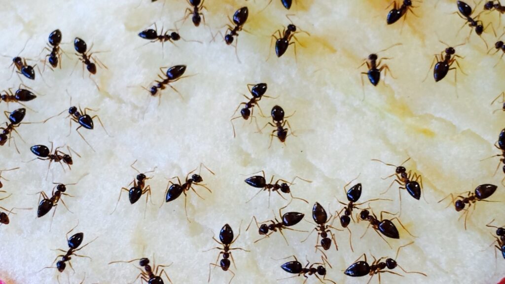 Ant control Lansing MI – Wolverine Pest Services professional exterminators
