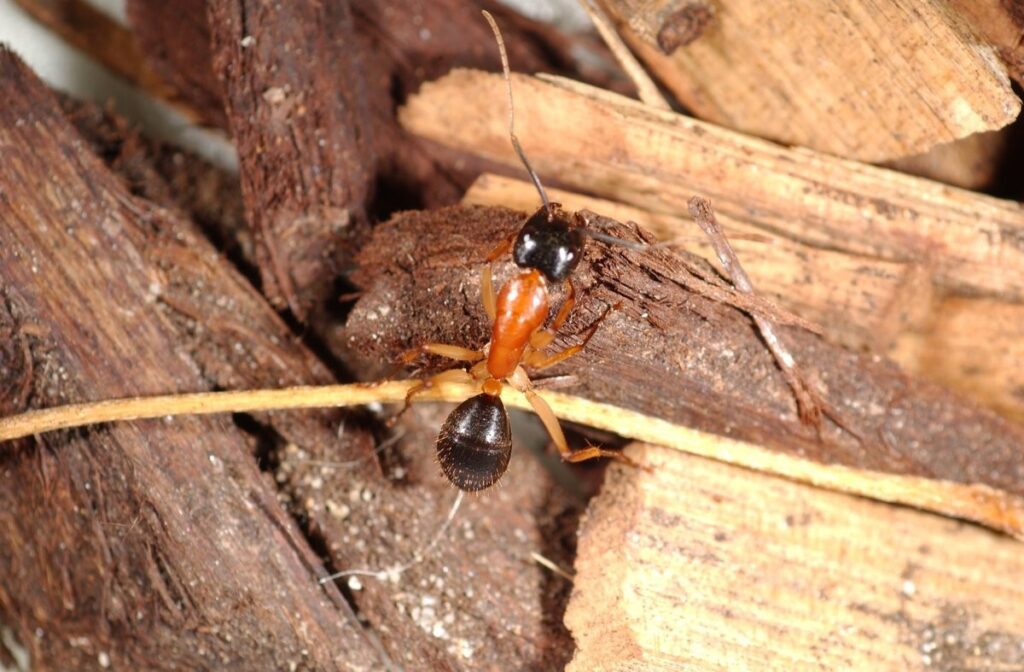 ant 3 | Wolverine Pest Services