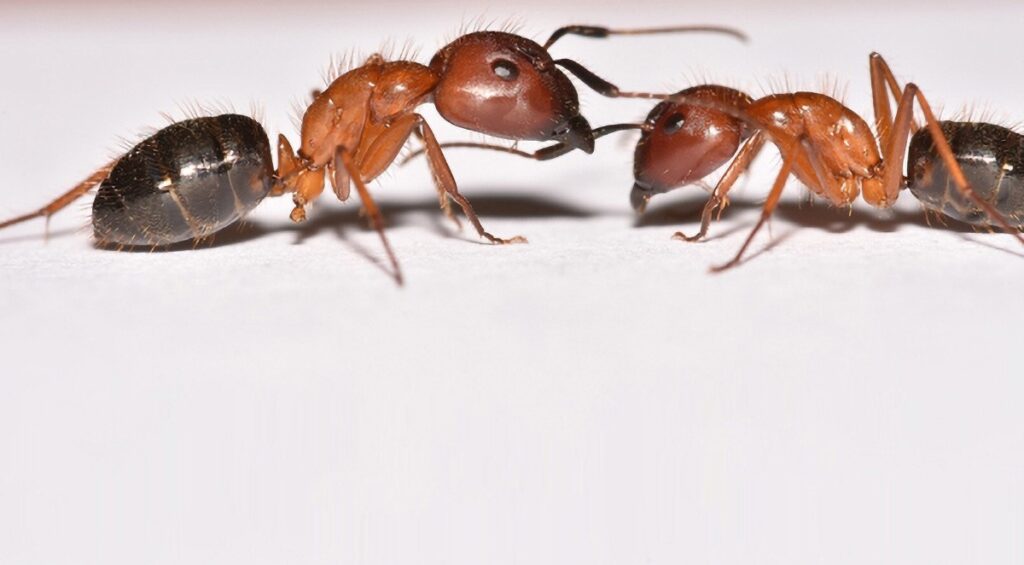ant2 | Wolverine Pest Services