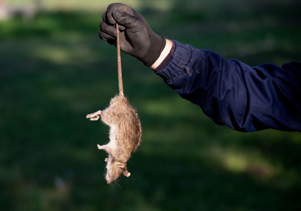 Rodent