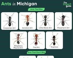 mutli ants | Wolverine Pest Services