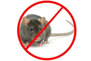 rodent-control-service-04 | Wolverine Pest Services