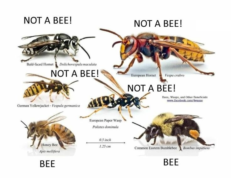 Bee Identification
