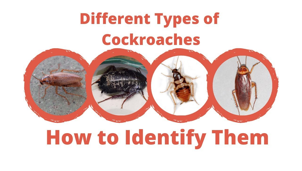 Types of Cockroaches