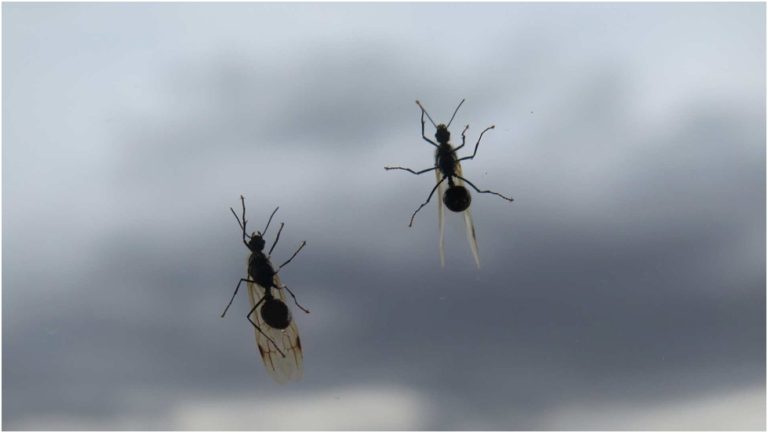 Ant control Ann Arbor MI – Reliable pest removal by Wolverine Pest Services | Wolverine Pest Services Ant control Ann Arbor MI – Reliable pest removal by Wolverine Pest Services